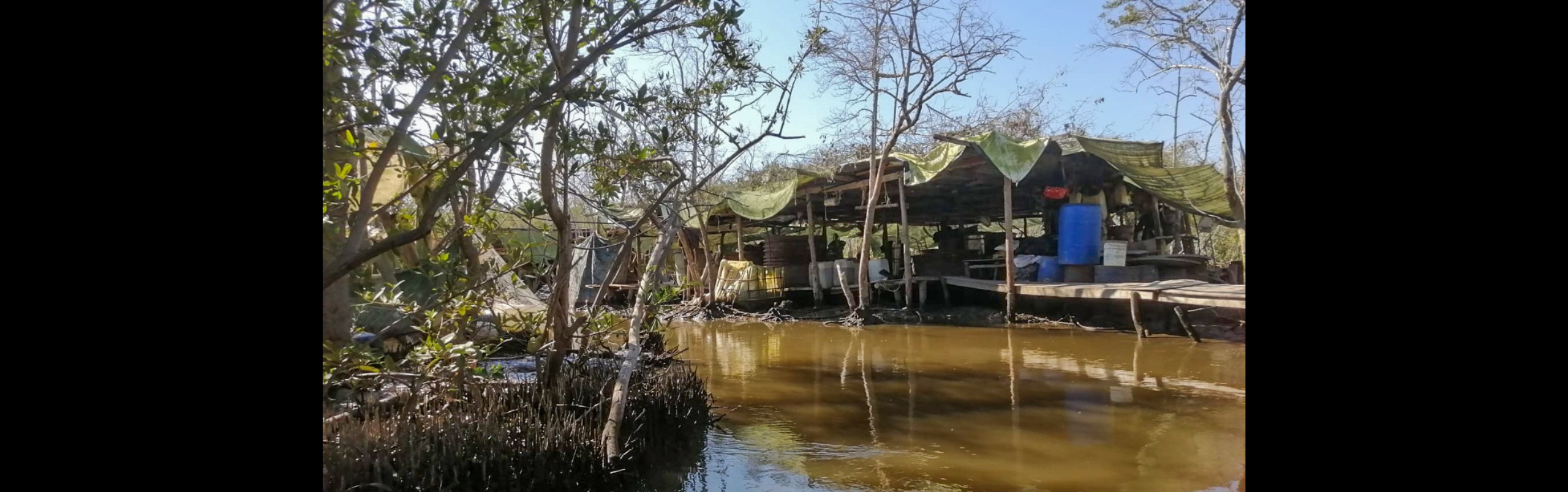 Mangroves